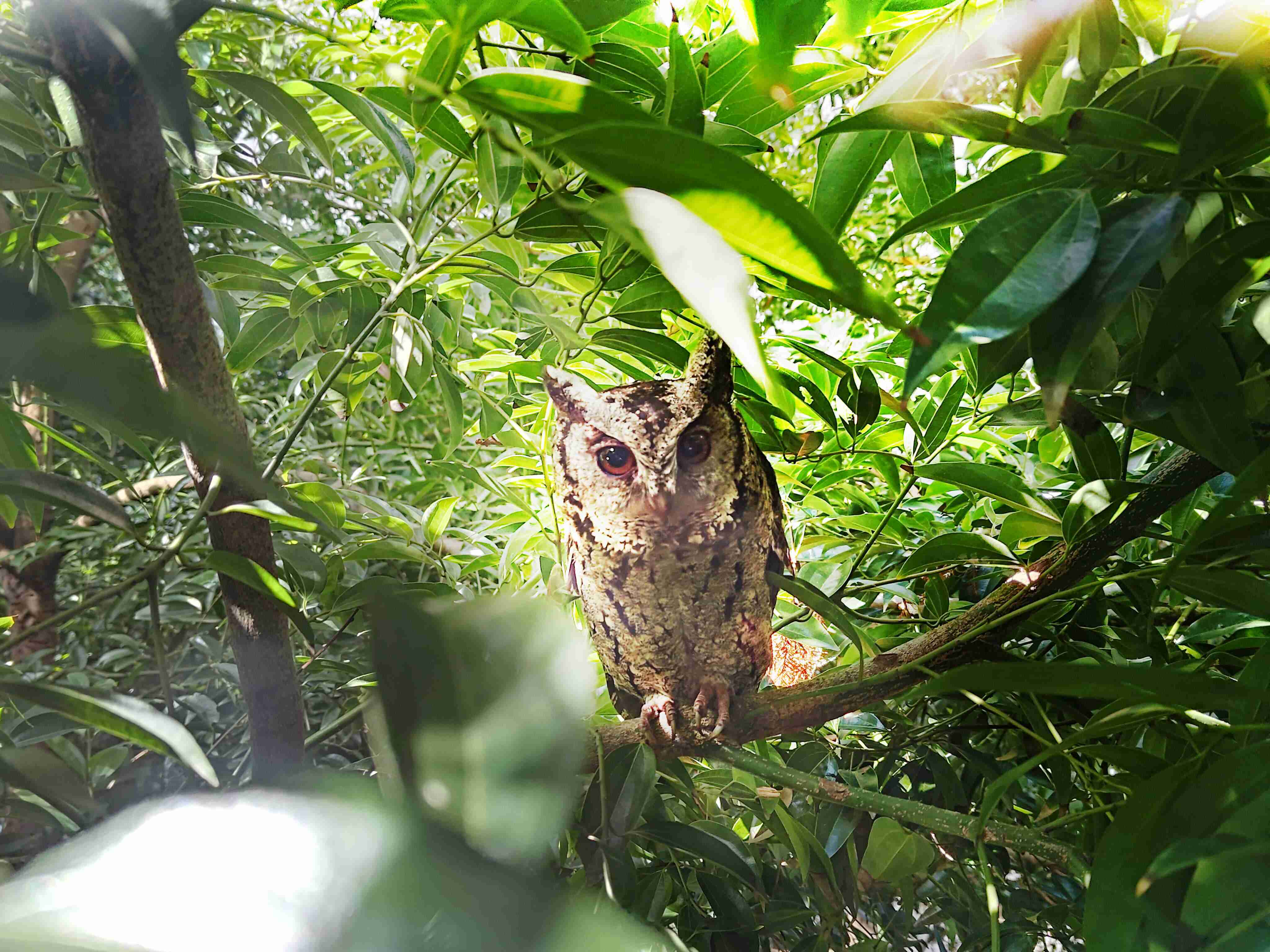 YAXIN111致力提倡净零绿生活，，16年以来在全球各厂区植树逾百万棵，，造就各厂区树木蔚然成林，，，，犹如森林工厂，，成为许多生物的栖息地